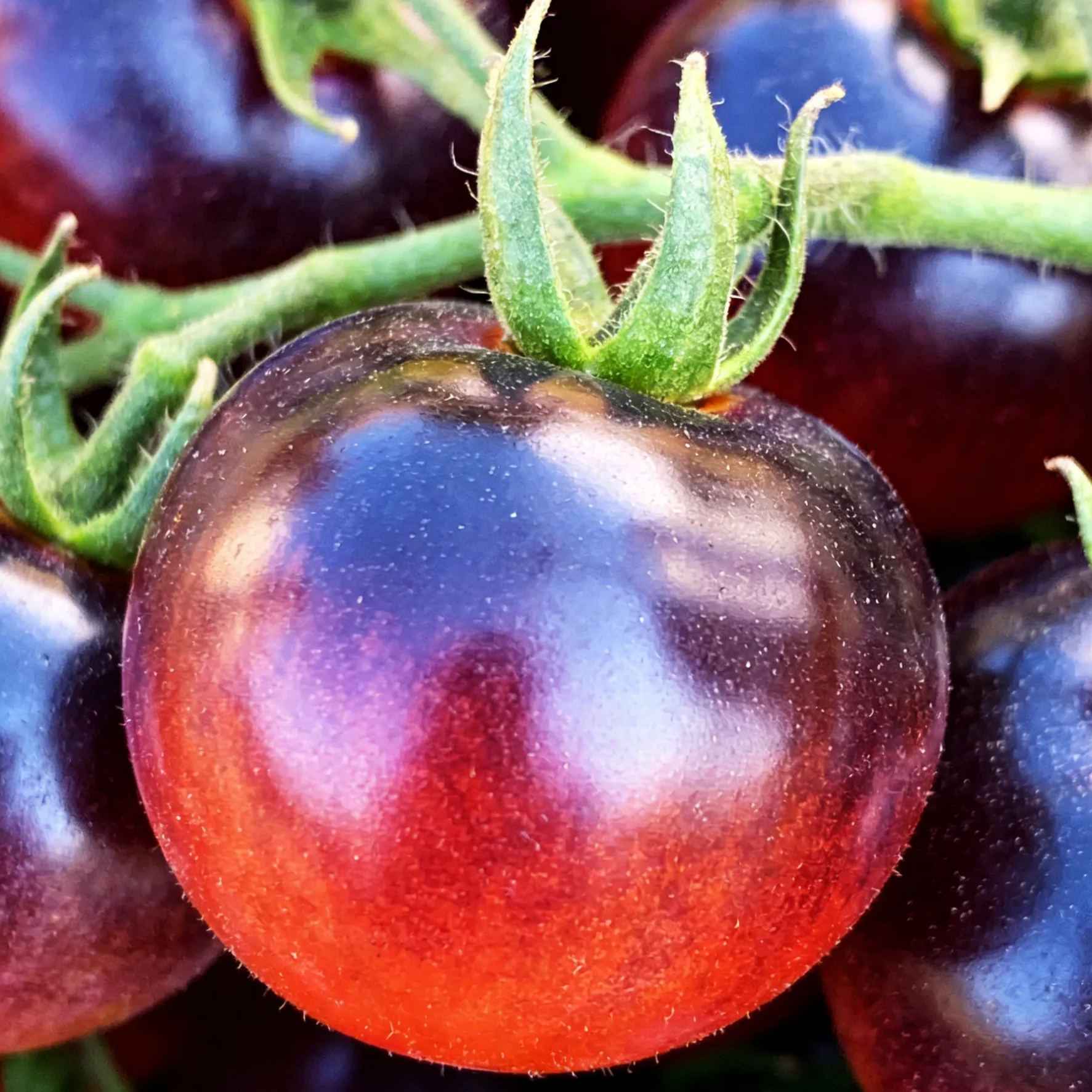 【Új a Mezőgazdasági Tudományok Intézetéből】Áfonyaparadicsom magok