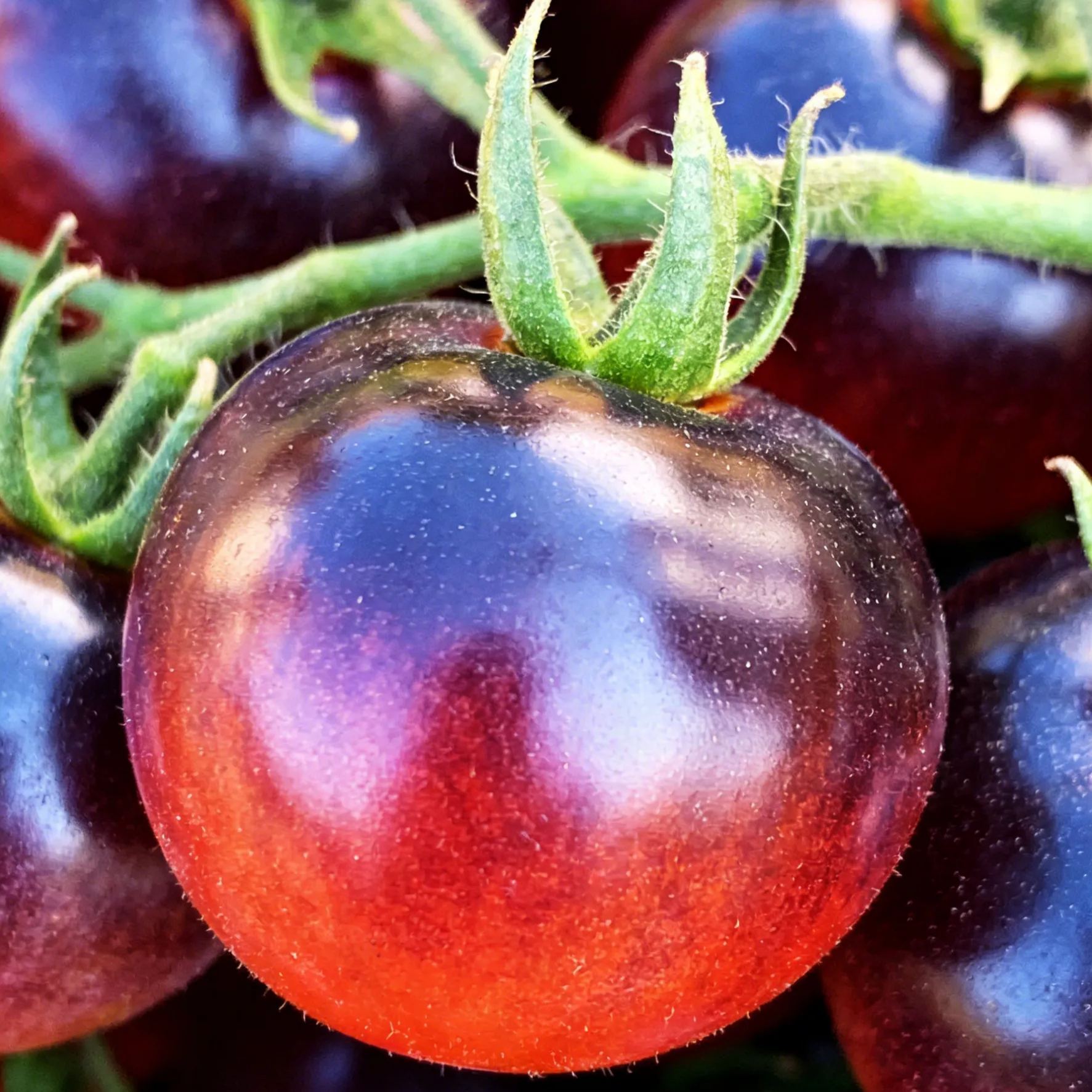 【Új a Mezőgazdasági Tudományok Intézetéből】Áfonyaparadicsom magok