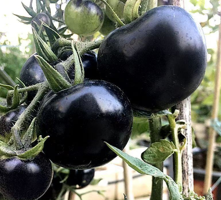 【Új a Mezőgazdasági Tudományok Intézetéből】Áfonyaparadicsom magok