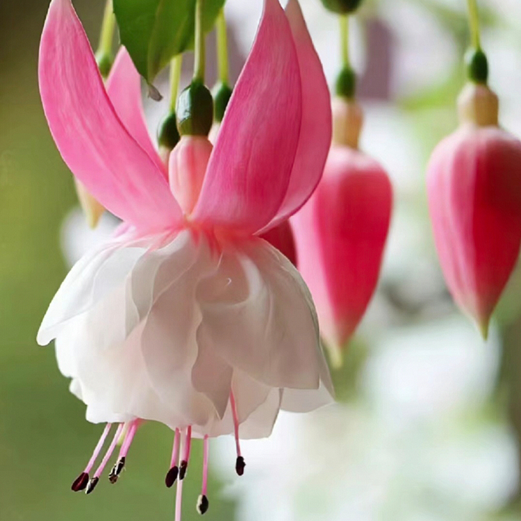 🌺Fuchsiensamen – Laternenblume