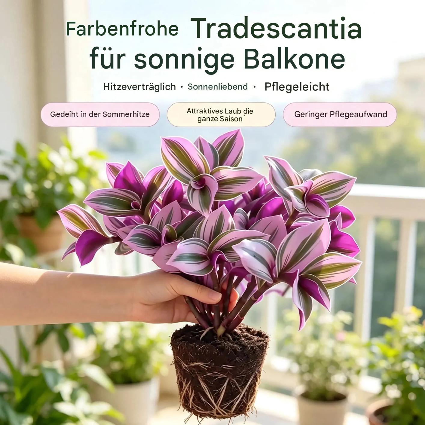 Ölgemälde Tradescantia-Zwiebeln