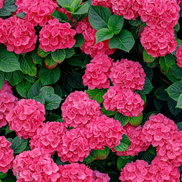 🔥🔥Mix aus Hortensienzwiebeln – Wunderschöne und robuste Staudensamen für Ihren Garten