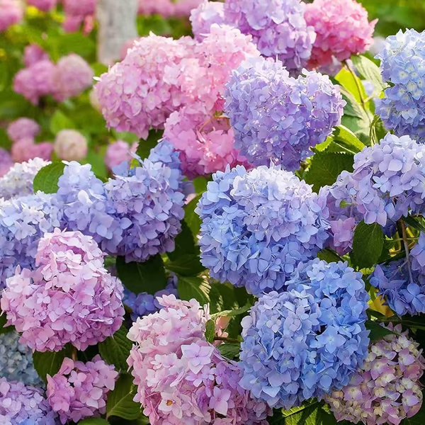 🔥🔥Mix aus Hortensienzwiebeln – Wunderschöne und robuste Staudensamen für Ihren Garten