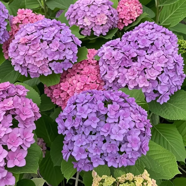 🔥🔥Mix aus Hortensienzwiebeln – Wunderschöne und robuste Staudensamen für Ihren Garten