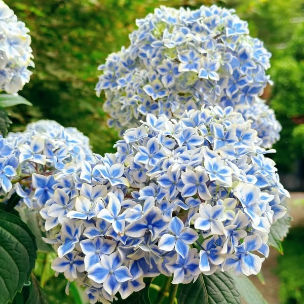🔥🔥Mix aus Hortensienzwiebeln – Wunderschöne und robuste Staudensamen für Ihren Garten