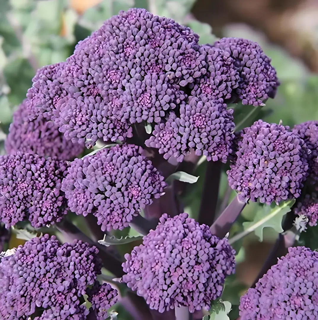 🥦 Easy to Grow, Hard to Resist – Broccoli Stem Seeds for Every Home Garden