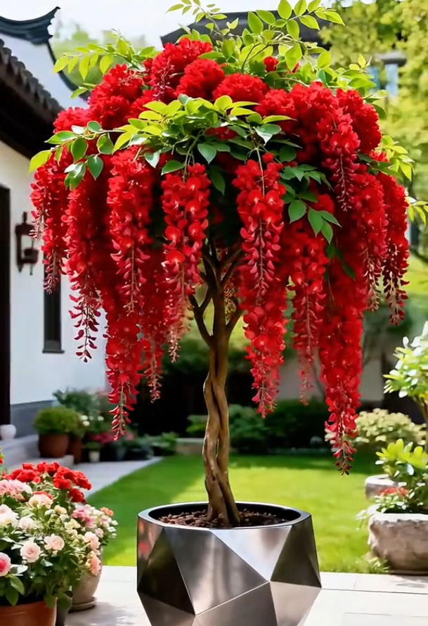 Wisteria Seeds🌈Create your dream garden