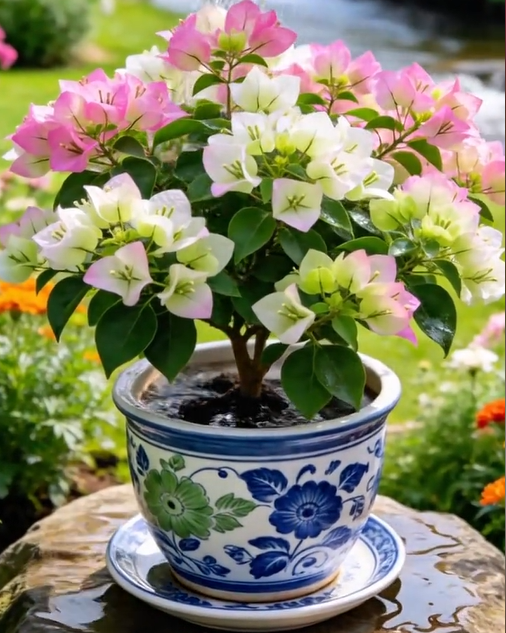 🌺 [Blooming Machine] Bougainvillea Saplings – The Heat-Loving Vine That Never Stops Flowering