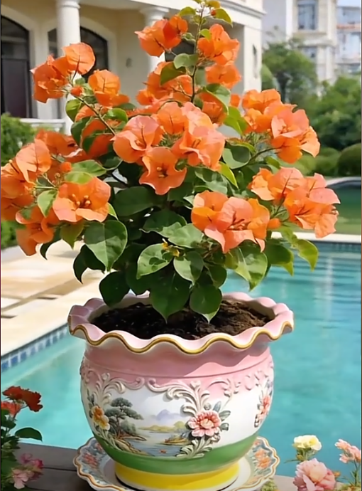🌺 [Blooming Machine] Bougainvillea Saplings – The Heat-Loving Vine That Never Stops Flowering