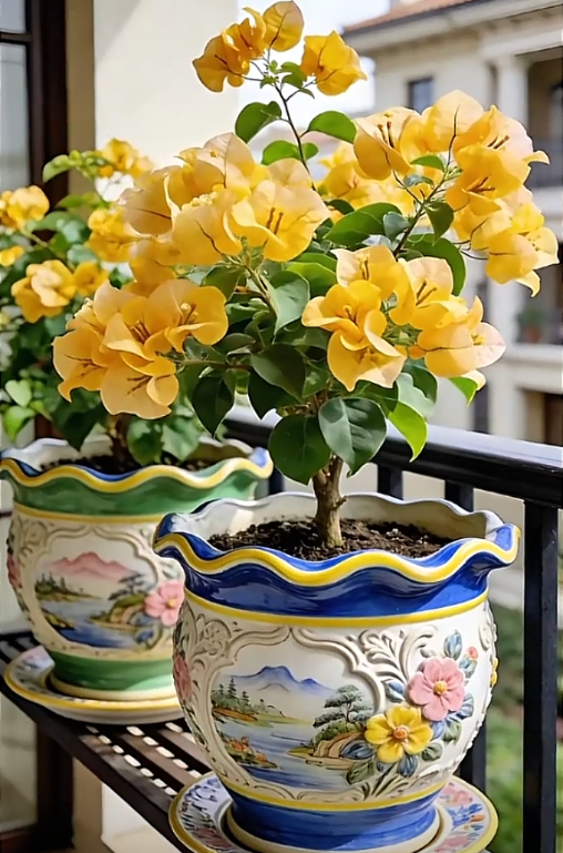 🌺 [Blooming Machine] Bougainvillea Saplings – The Heat-Loving Vine That Never Stops Flowering