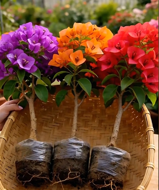 🌺 [Blooming Machine] Bougainvillea Saplings – The Heat-Loving Vine That Never Stops Flowering