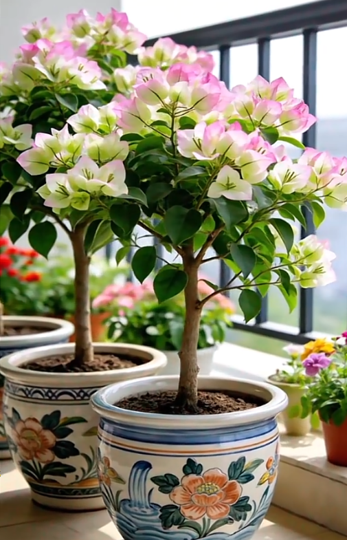 🌺 [Blooming Machine] Bougainvillea Saplings – The Heat-Loving Vine That Never Stops Flowering
