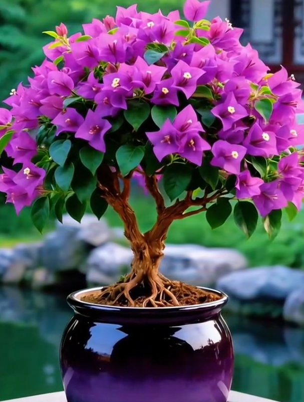 🌺 [Blooming Machine] Bougainvillea Saplings – The Heat-Loving Vine That Never Stops Flowering