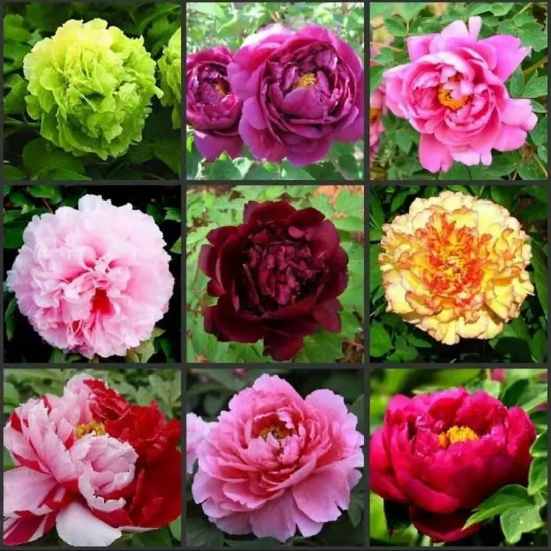 🌸 Double Climbing Peony Vine Hardy Perennial Garden Climber for Indoor & Outdoor Beauty