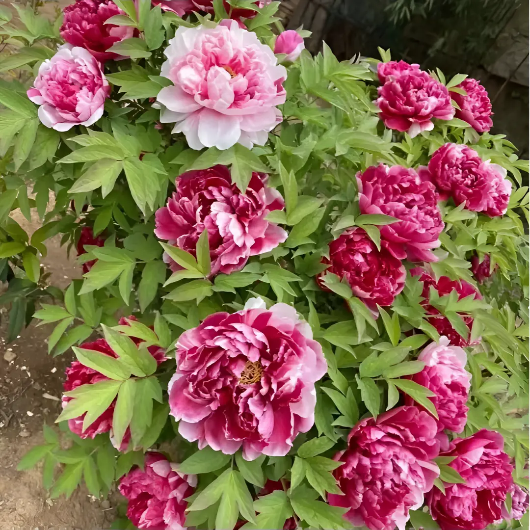 🌸 Double Climbing Peony Vine Hardy Perennial Garden Climber for Indoor & Outdoor Beauty