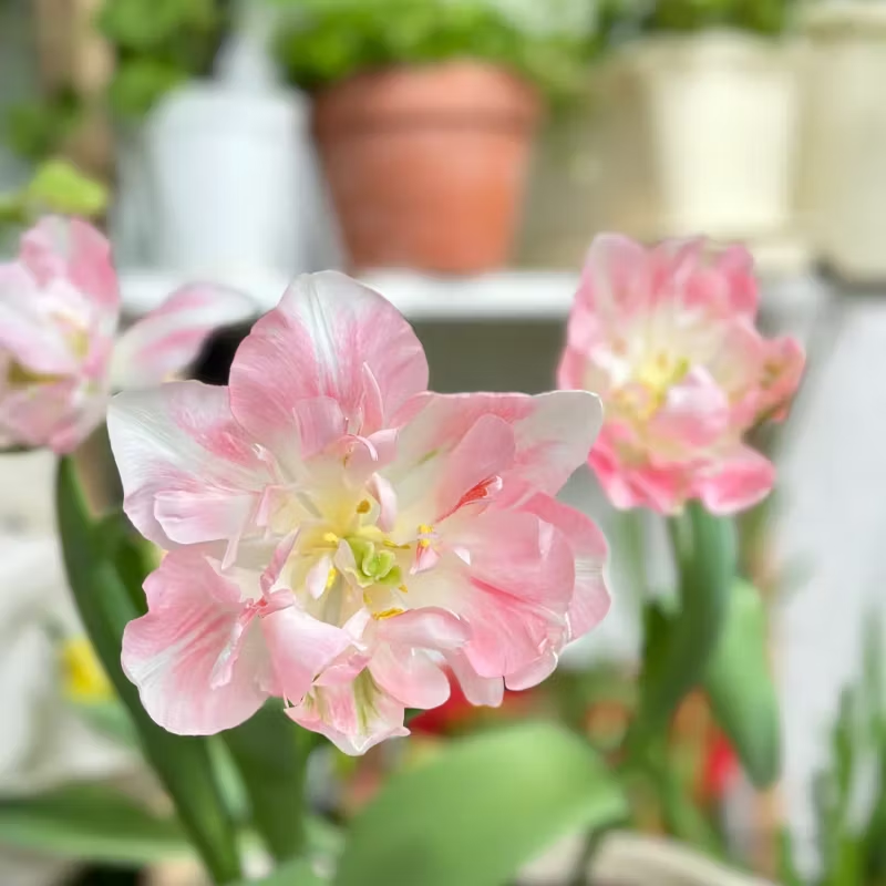 🌺 Rare double daffodil bulbs – Symbol of Hope & Good Fortune