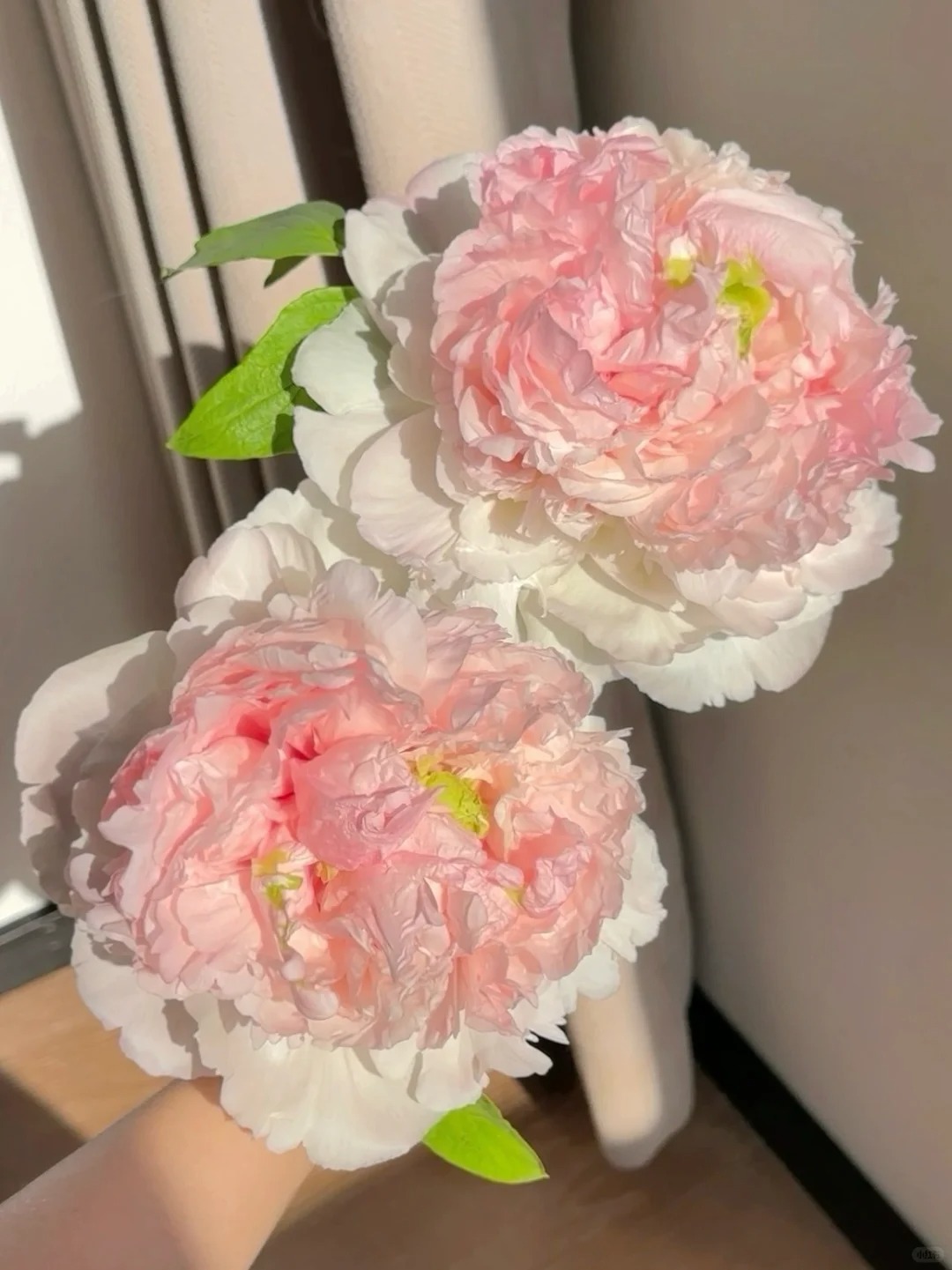 ✨ Pfingstrosensamen mit üppiger Blüte – Kräftige Farben & Hohe Keimfähigkeit!