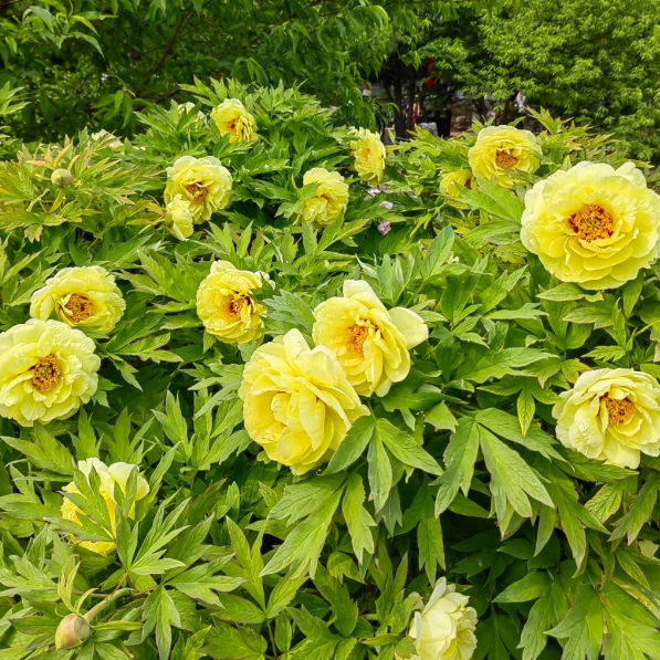 ✨ Pfingstrosensamen mit üppiger Blüte – Kräftige Farben & Hohe Keimfähigkeit!
