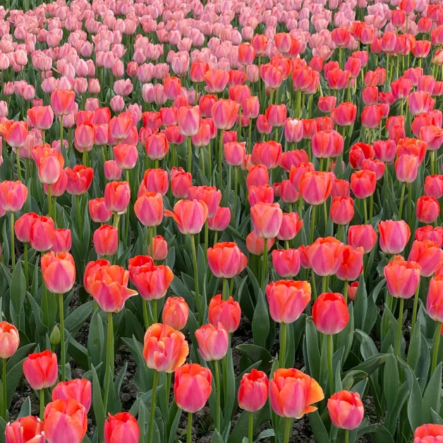 🌷🔥30 % Rabatt am letzten Tag - 🌷Mehrfarbige Tulpenmischung