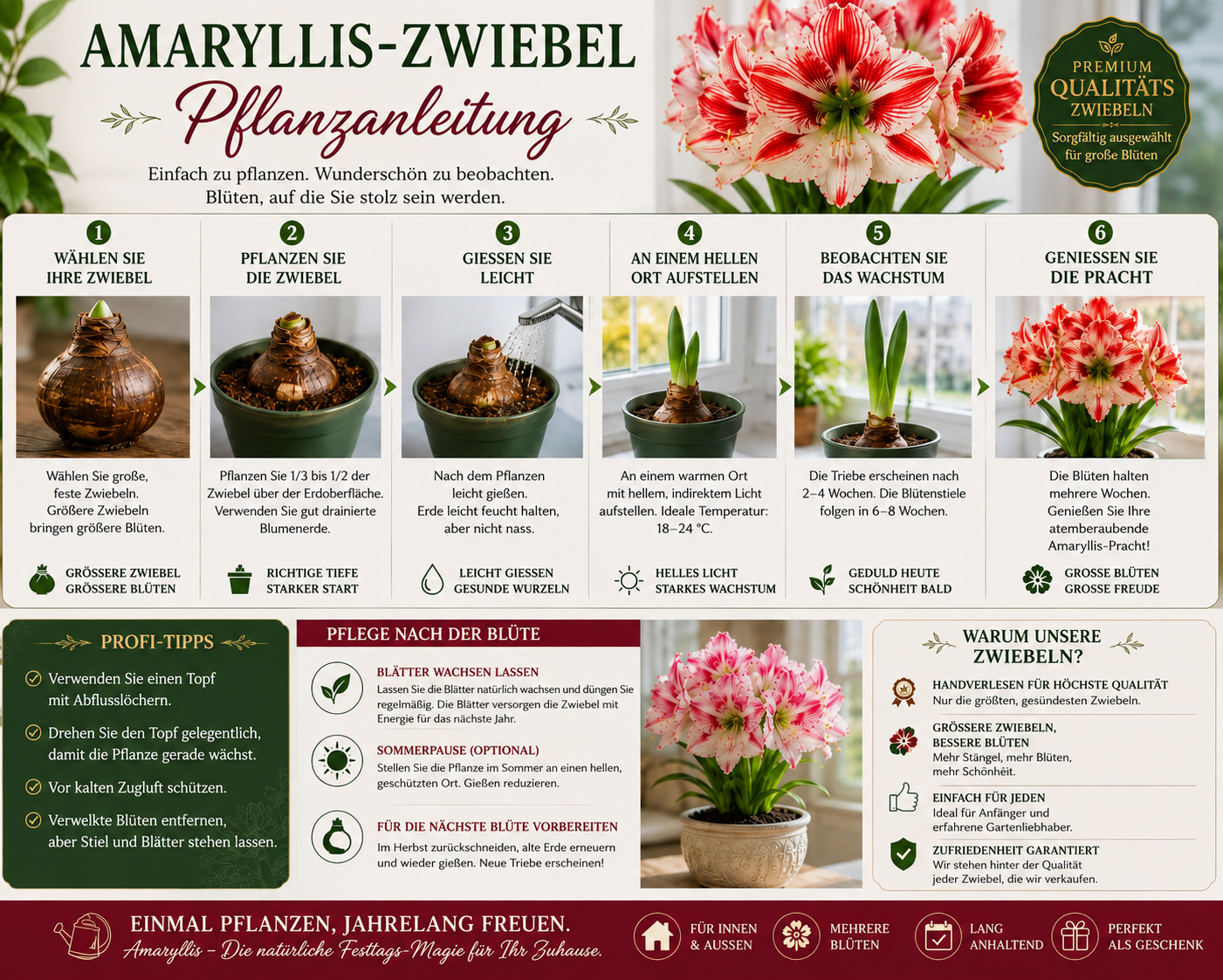 🌺 Riesige Amaryllis-Zwiebeln – 🏆 Gewinner der Gardeners' Choice Collection 2026