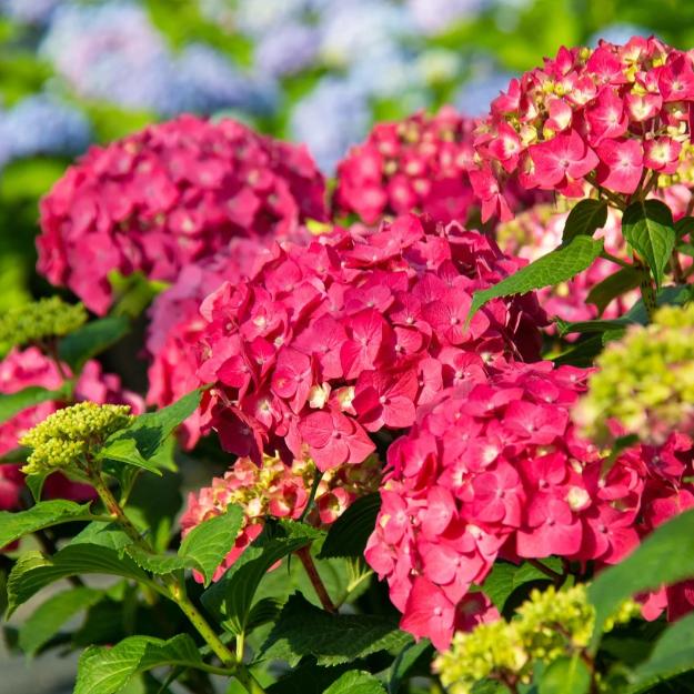 🌸Hortensiensamen – einfach anzubauen