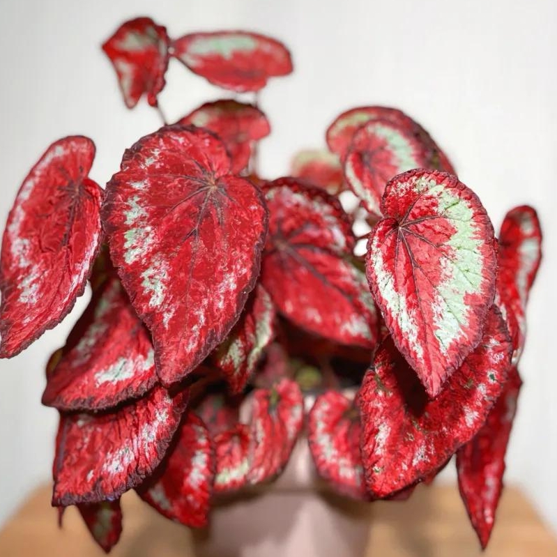 🎁Seltene farbige Buntnessel - 🍃 geeignet für die Pflanzung im Garten und in Innenräumen