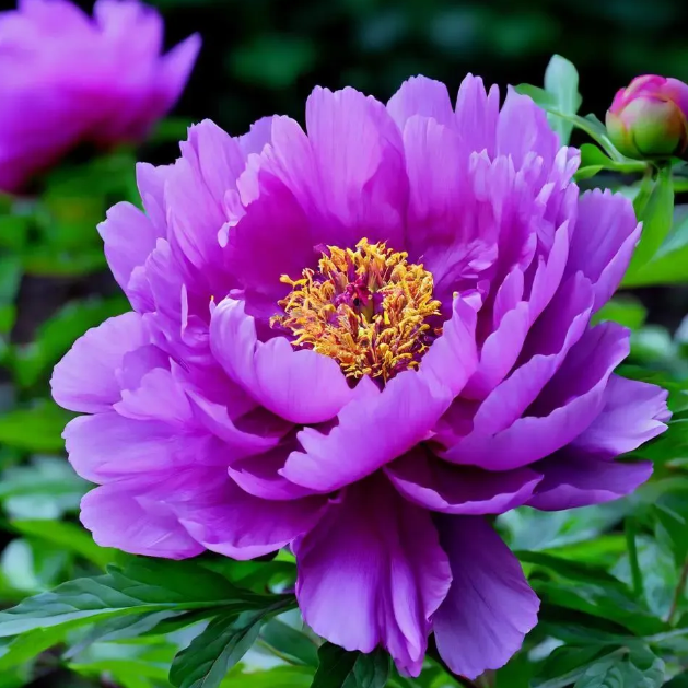 ✨ Pfingstrosensamen mit üppiger Blüte – Kräftige Farben & Hohe Keimfähigkeit!