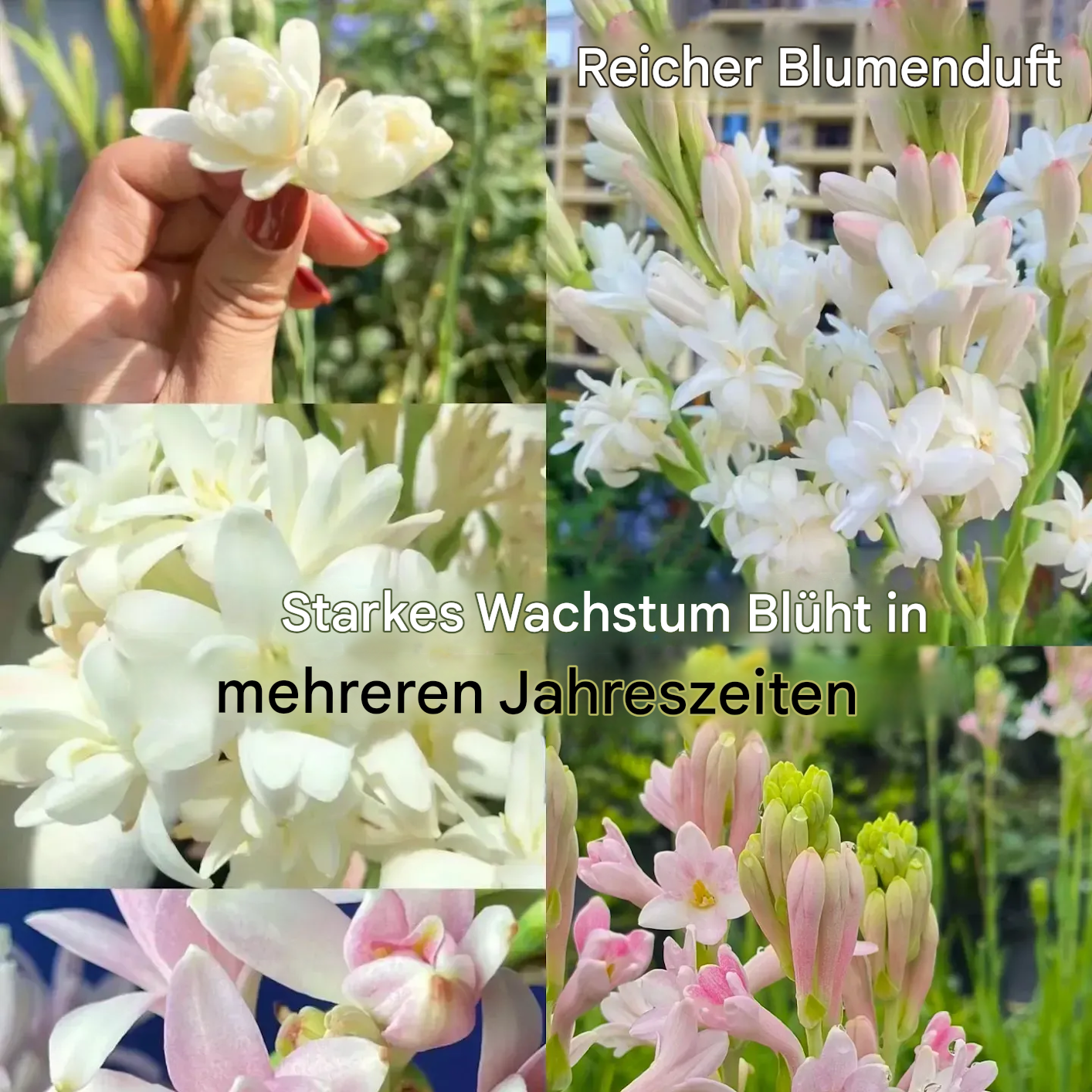 🔥【Zeitlich begrenztes Angebot】Tuberosen-Zwiebeln🌸! Sichern Sie sich 💥50% Rabatt! Kommen Sie vorbei und greifen Sie zu!