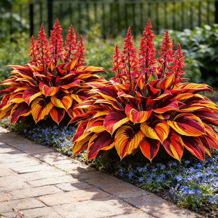 🪴Inferno Sunset Bloom Funkienzwiebeln🌟Hoher Ertrag🌟