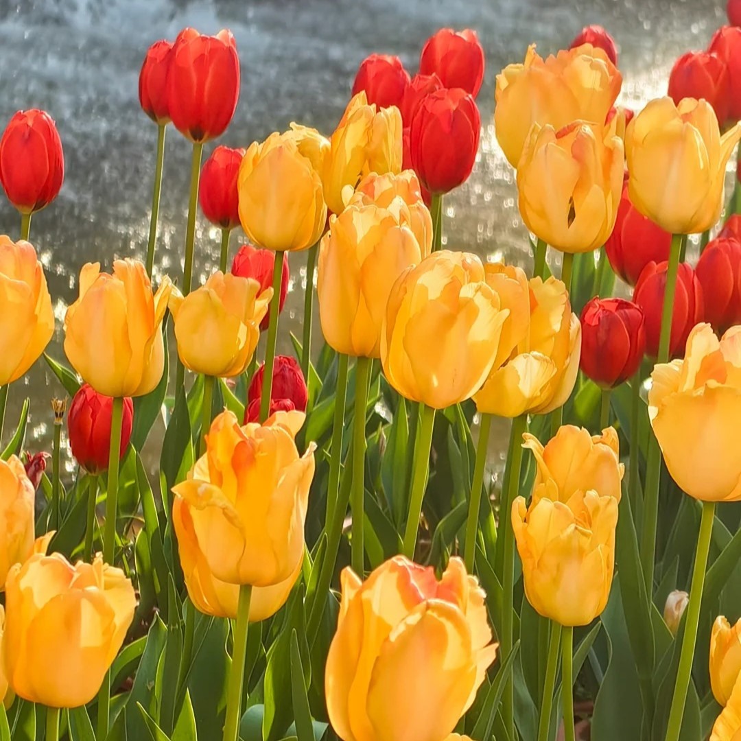 🌷🔥30 % Rabatt am letzten Tag - 🌷Mehrfarbige Tulpenmischung