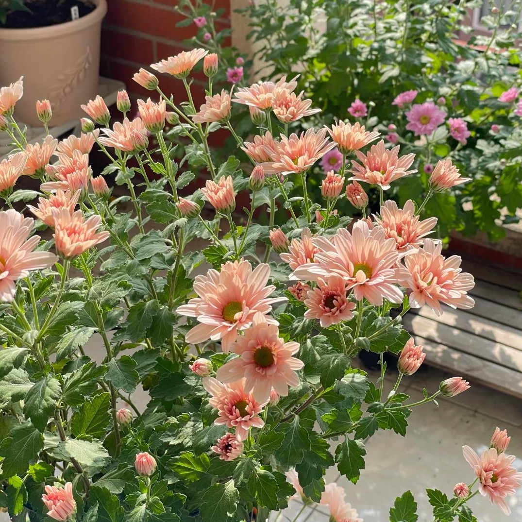 🌼Dreamy Cosmos-Samen | Schnelles Wachstum, einfacher Anbau zu jeder Jahreszeit