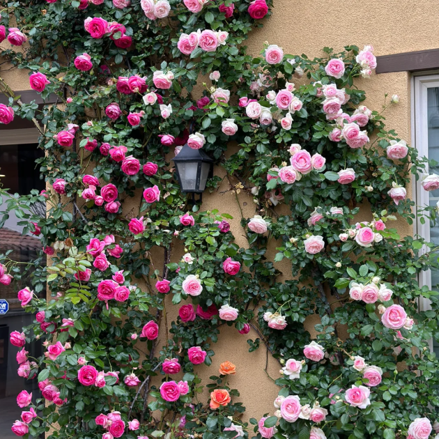 🌹Climbing Rose—Year-Round Blooming
