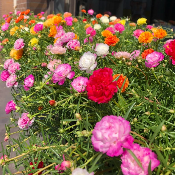 🌹Moosrose – Unsterbliche Blume