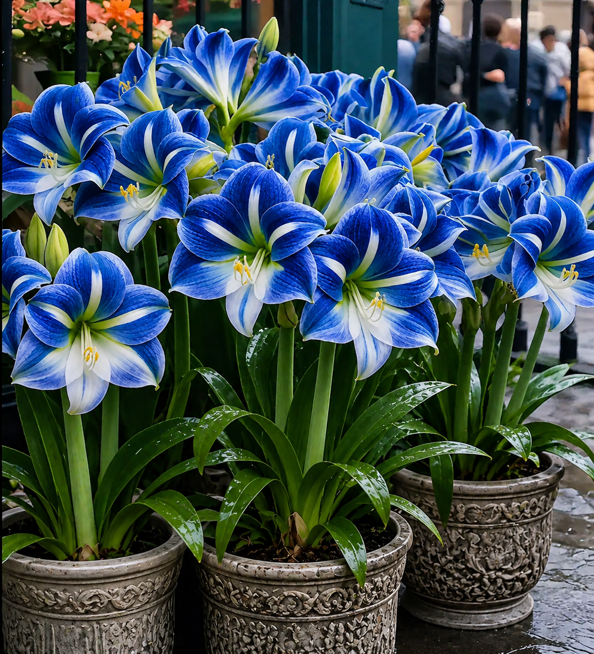 🌺 Riesige Amaryllis-Zwiebeln – 🏆 Gewinner der Gardeners' Choice Collection 2026
