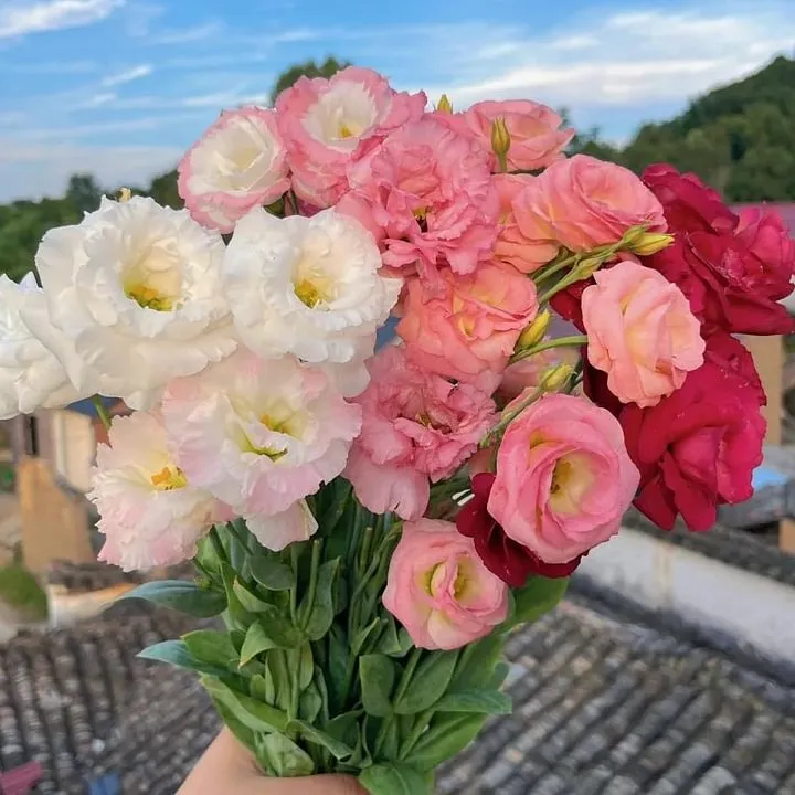 🌺LISIANTHUS – AUFRICHTIGE LIEBE