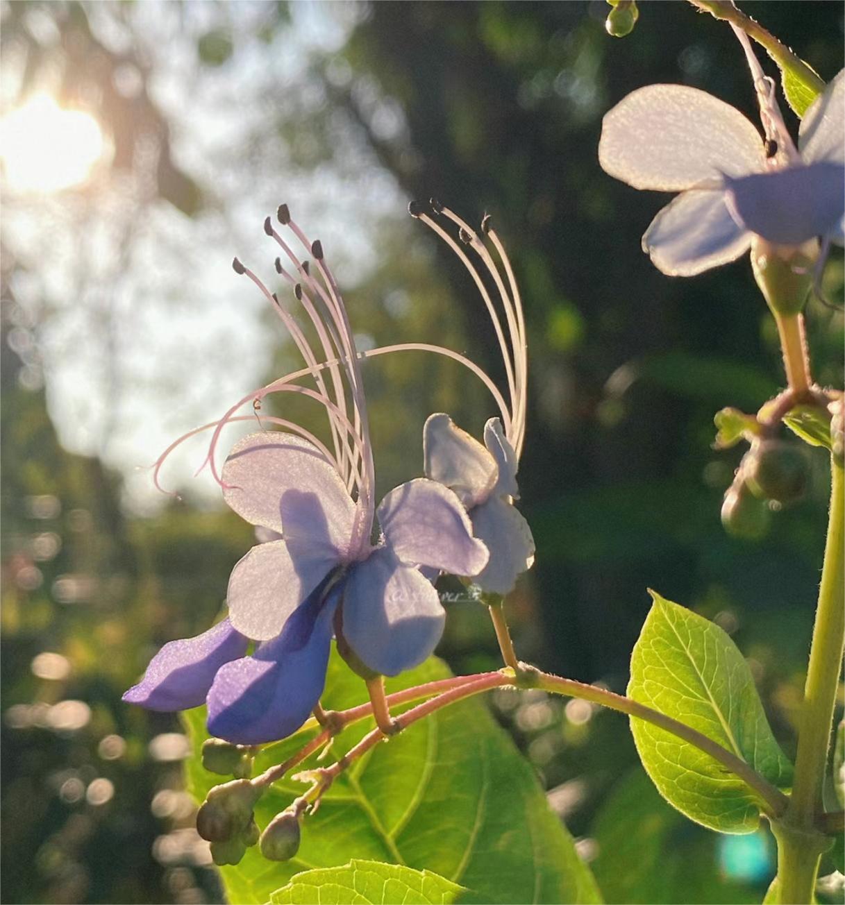 BLAUE SCHMETTERLINGSBLUME 💙🦋EINFACH