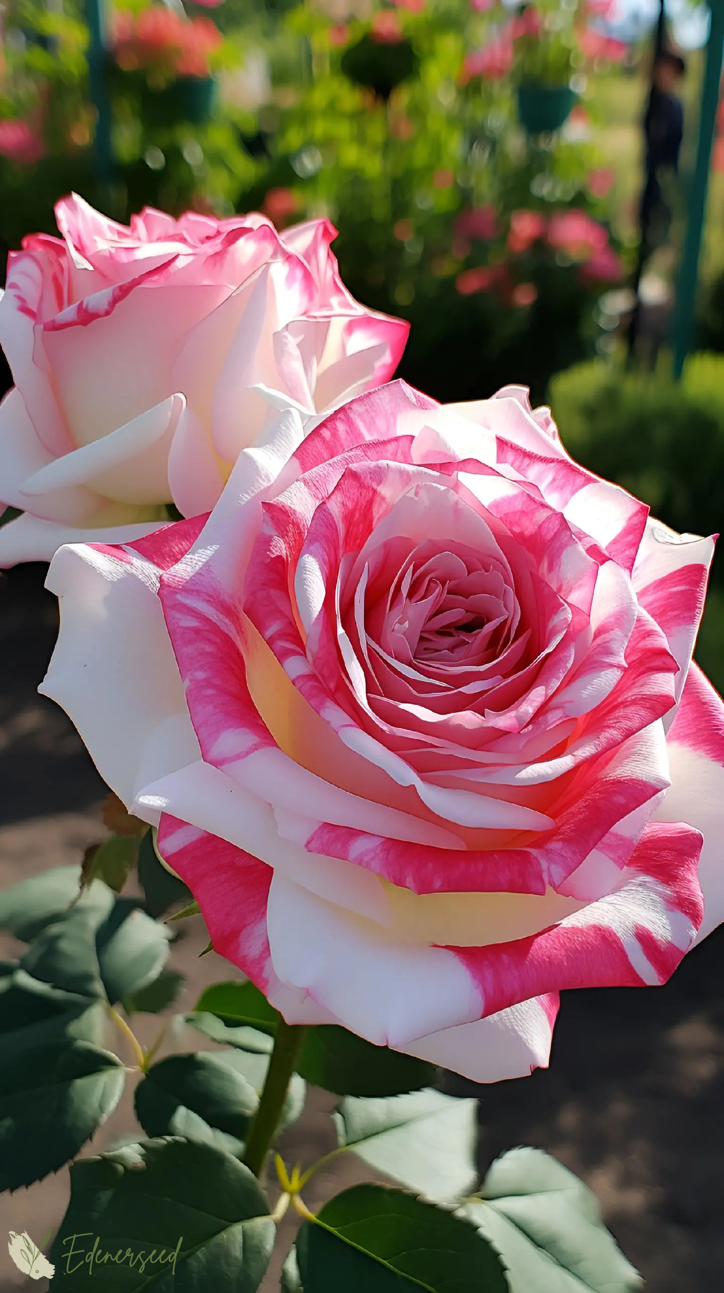 💙BLAUE ZAUBERROSENSAMEN✨