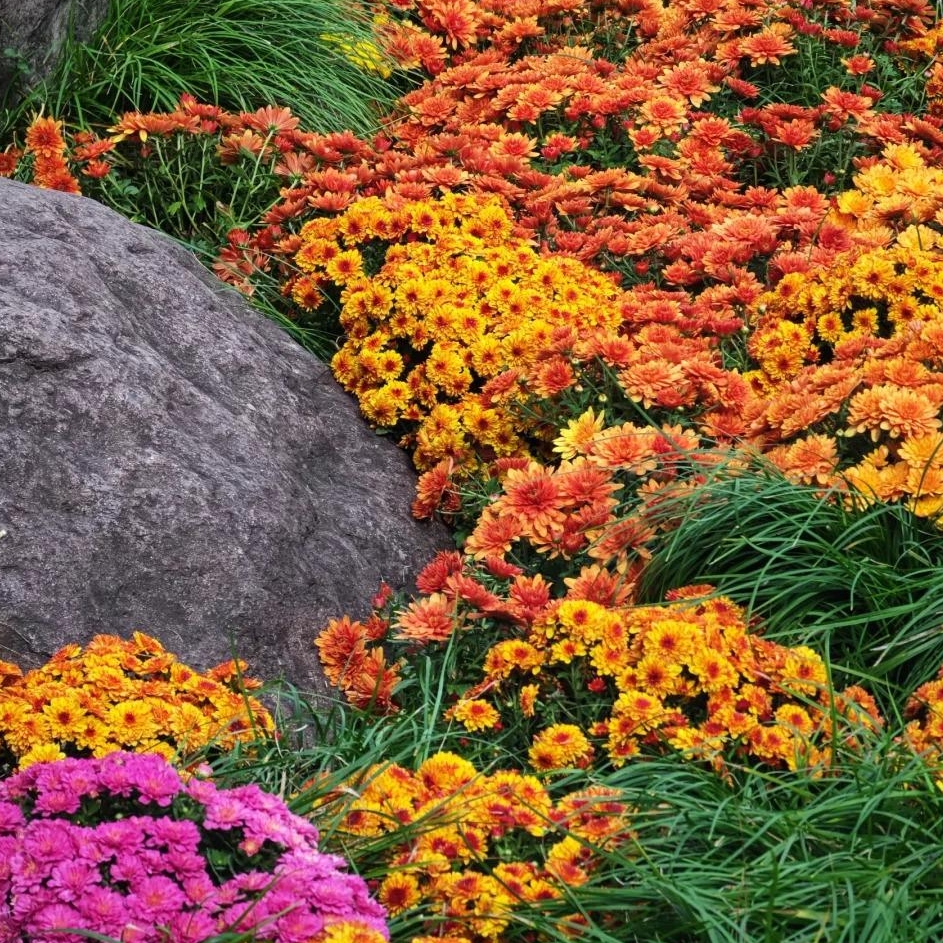 🌼Dreamy Cosmos-Samen | Schnelles Wachstum, einfacher Anbau zu jeder Jahreszeit