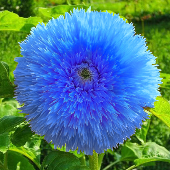 🌻Teddybär-Sonnenblumenkerne – Seltene Farbvarianten