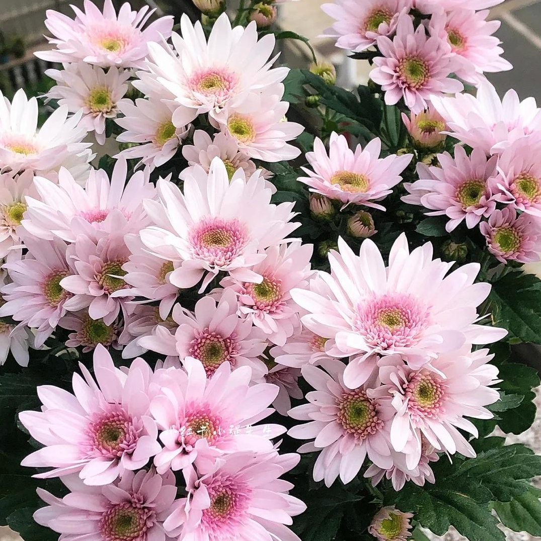 🌼Dreamy Cosmos-Samen | Schnelles Wachstum, einfacher Anbau zu jeder Jahreszeit