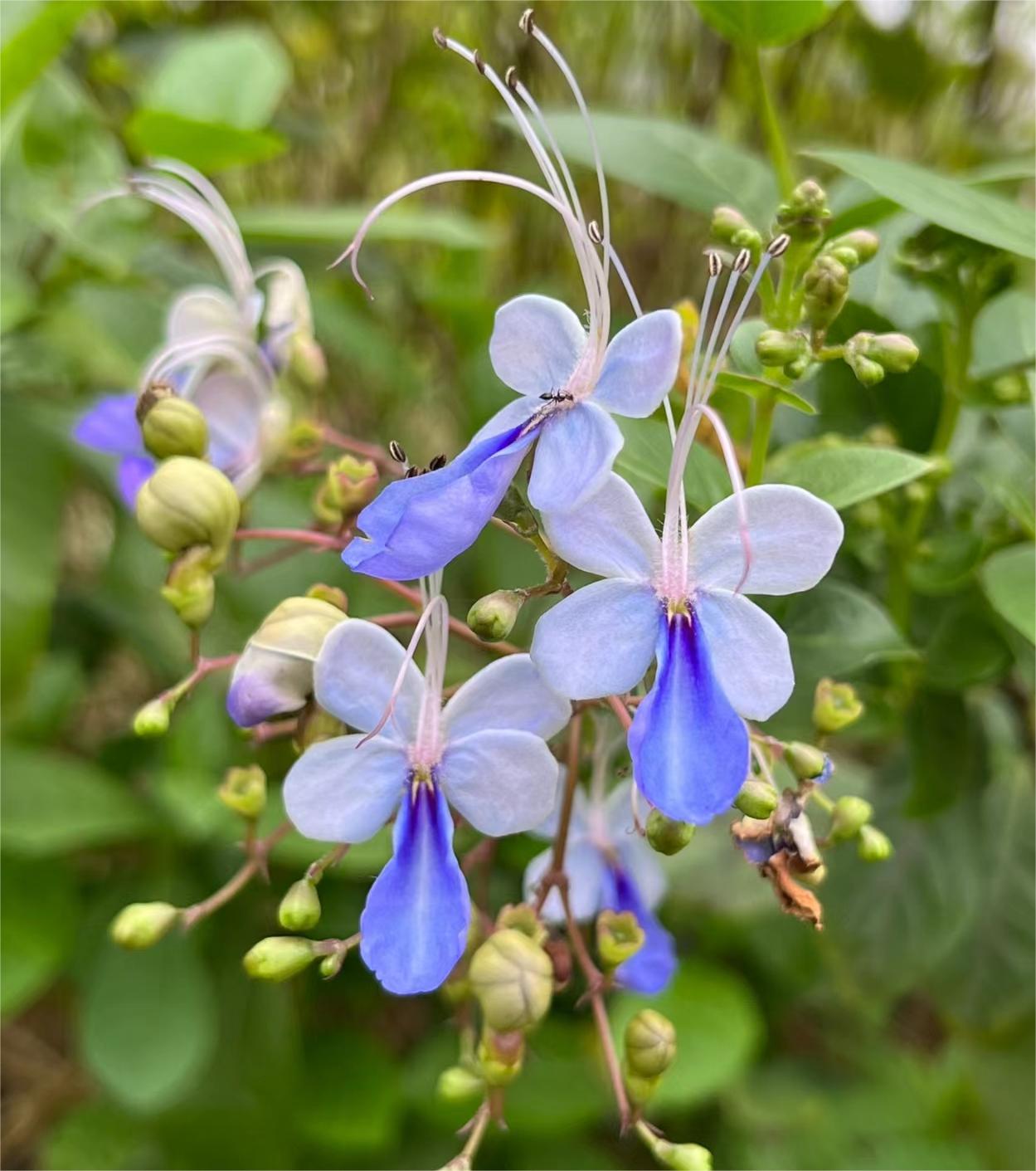 BLAUE SCHMETTERLINGSBLUME 💙🦋EINFACH