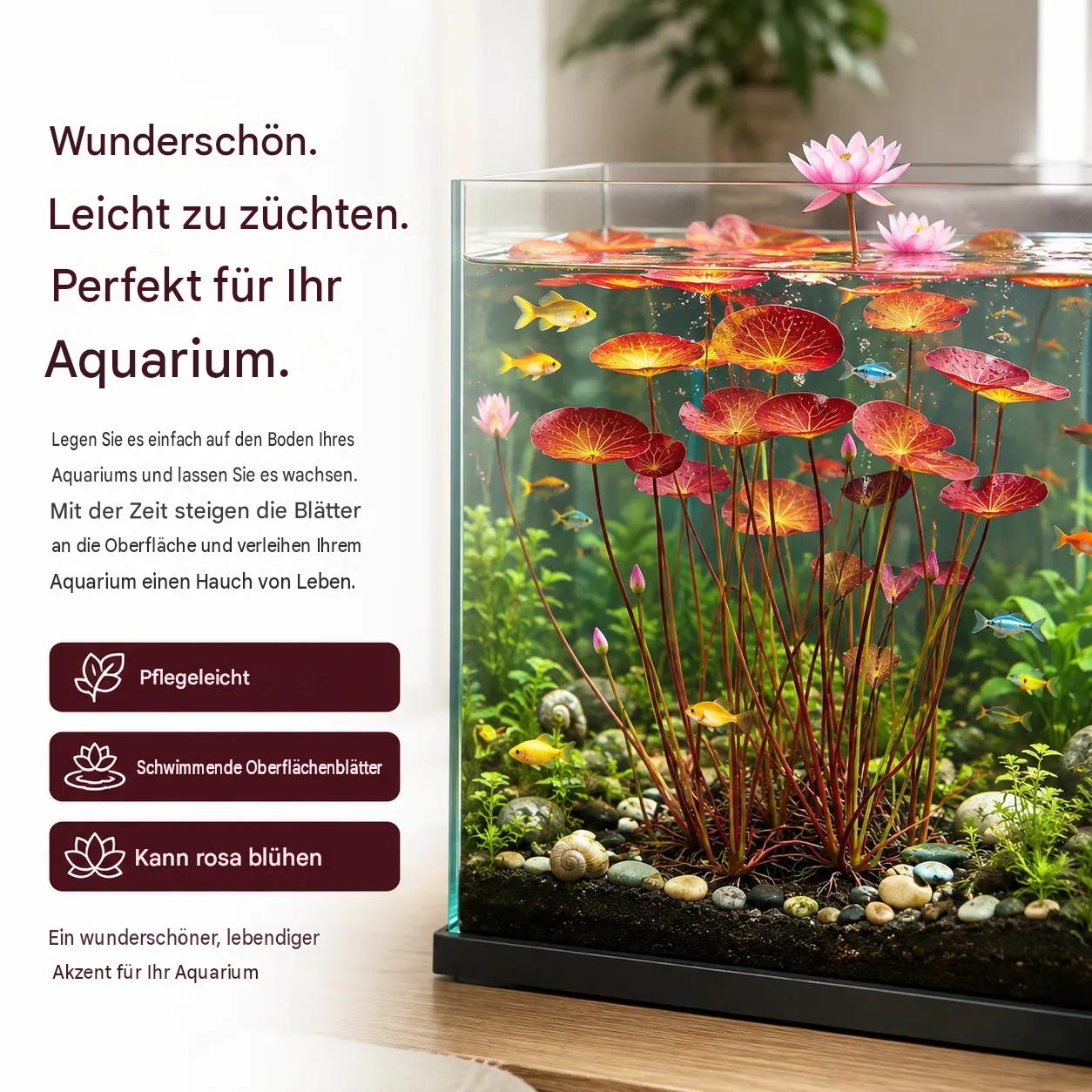 🐟Hydroponic red lotus roots🌿 Turn Your Aquarium into a Living Garden