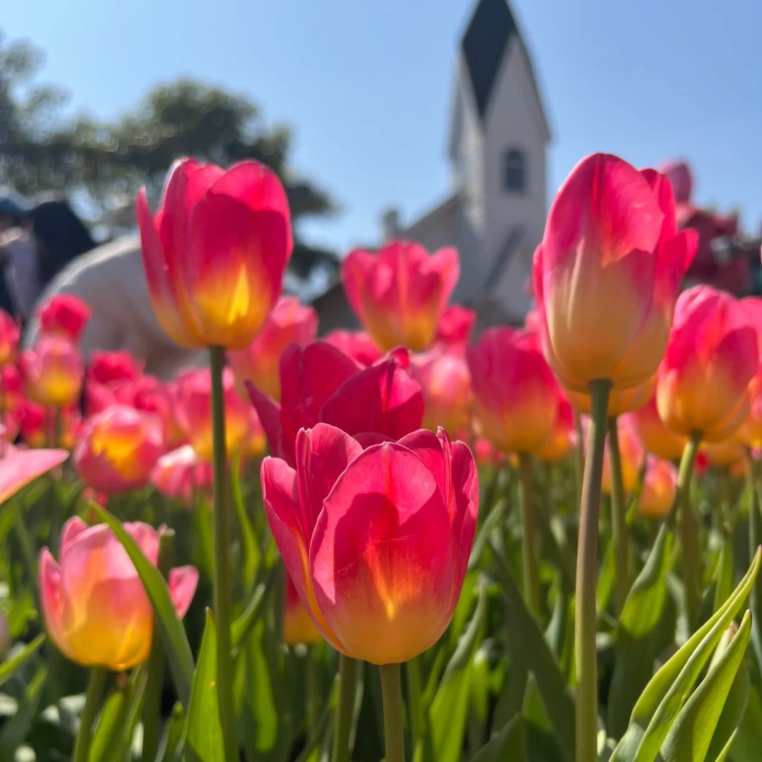🌷🔥30 % Rabatt am letzten Tag - 🌷Mehrfarbige Tulpenmischung