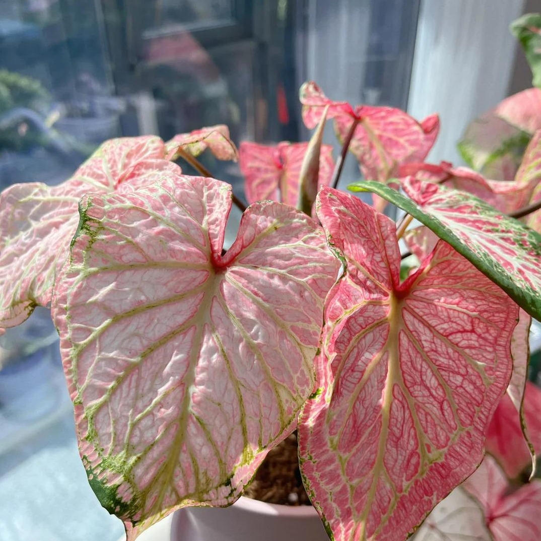 🎁Seltene farbige Buntnessel - 🍃 geeignet für die Pflanzung im Garten und in Innenräumen