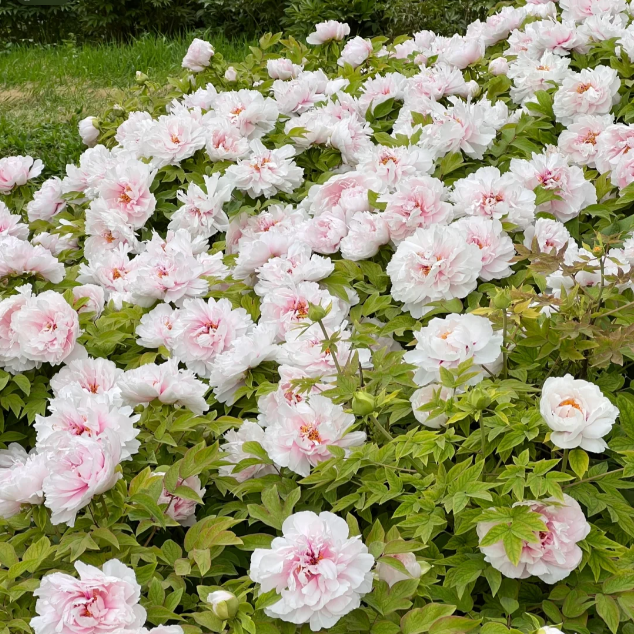 ✨ Pfingstrosensamen mit üppiger Blüte – Kräftige Farben & Hohe Keimfähigkeit!