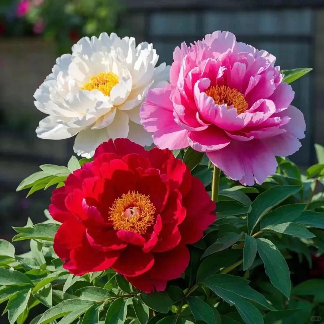 ✨ Pfingstrosensamen mit üppiger Blüte – Kräftige Farben & Hohe Keimfähigkeit!