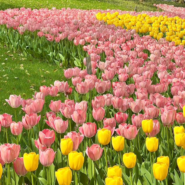 🌷🔥30 % Rabatt am letzten Tag - 🌷Mehrfarbige Tulpenmischung