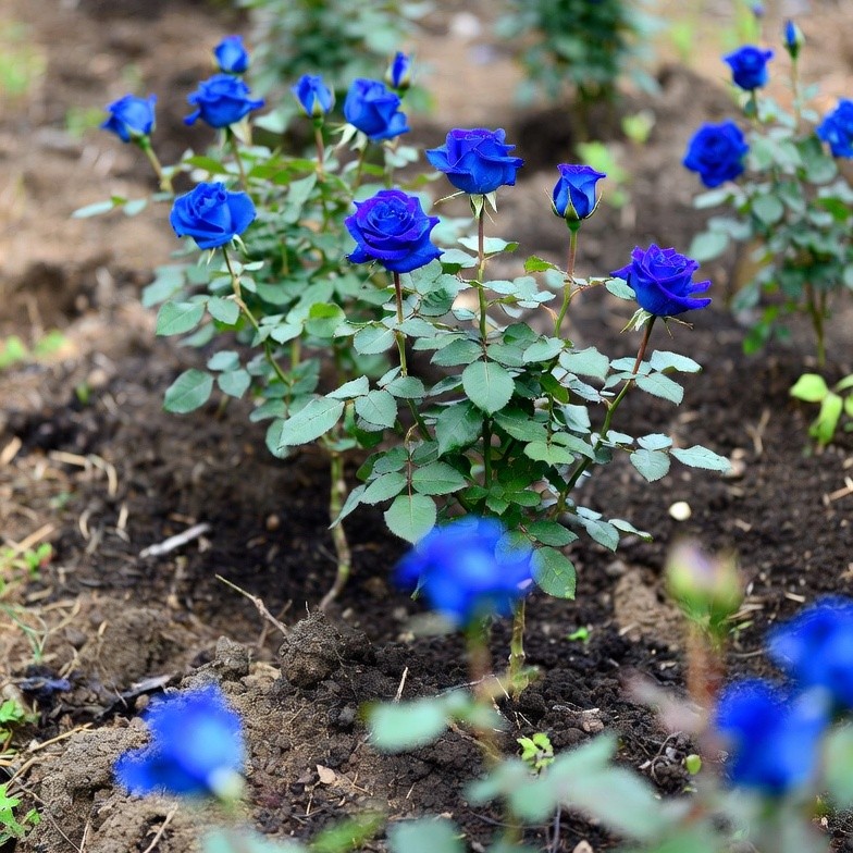 🌹Seltene, traditionelle blaue Rosensamen
