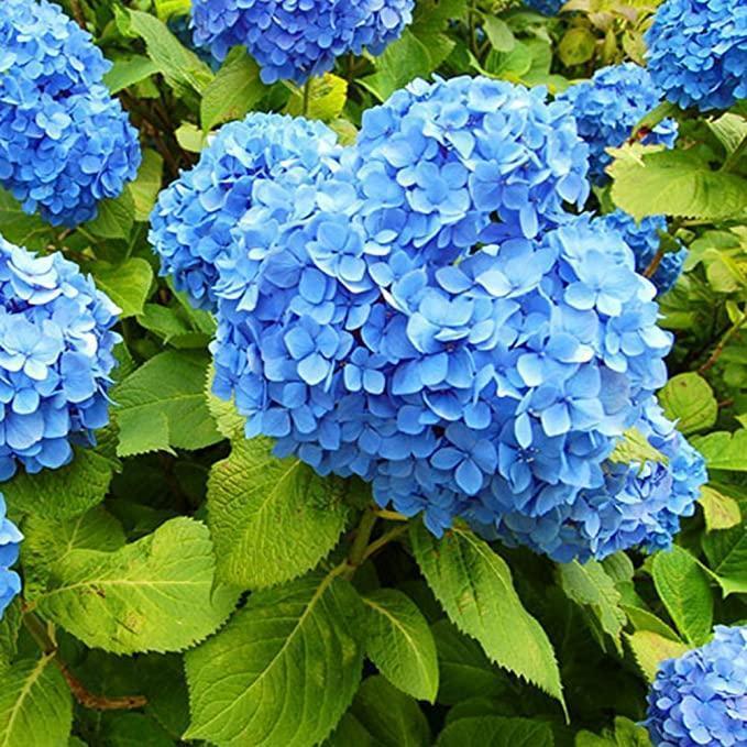 🔥🔥Mix aus Hortensienzwiebeln – Wunderschöne und robuste Staudensamen für Ihren Garten