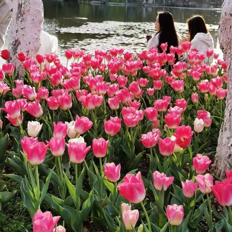 🌷🔥30 % Rabatt am letzten Tag - 🌷Mehrfarbige Tulpenmischung